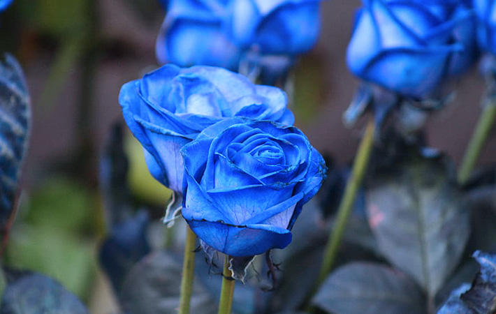 Rosas azules, ¿Qué significado tienen?