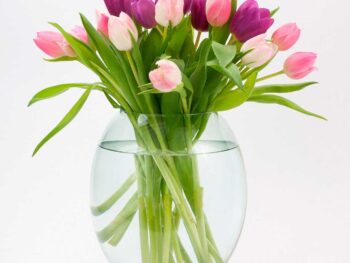 Tulipanes rosas